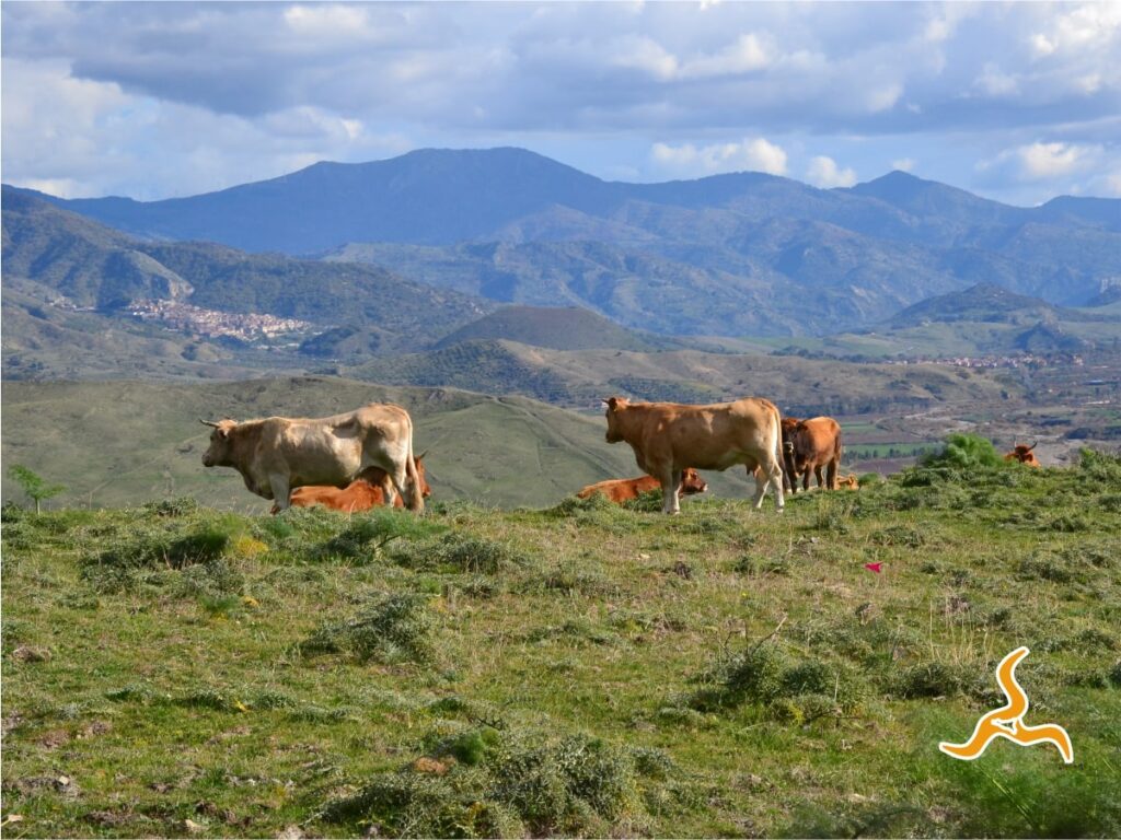 Il Parco dei Nebrodi- percorsi, caratteristiche e luoghi naturalistici